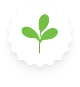 First Leaf